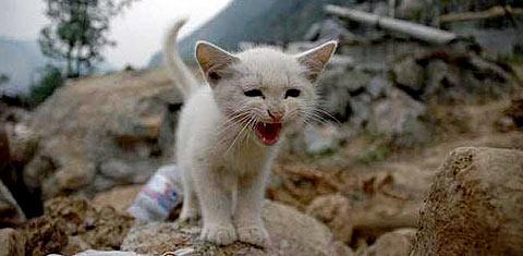 想当合格铲屎官,你知道怎么抱猫吗?