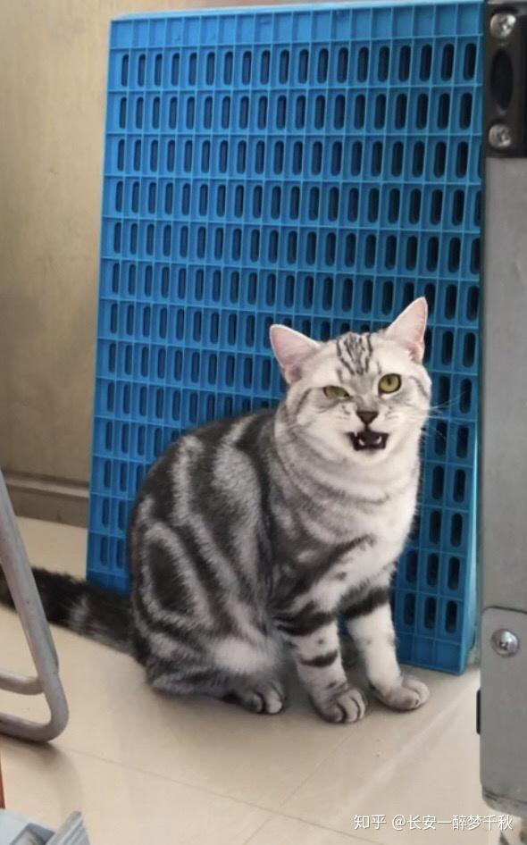 为什么美短红虎斑都很乖巧听话?