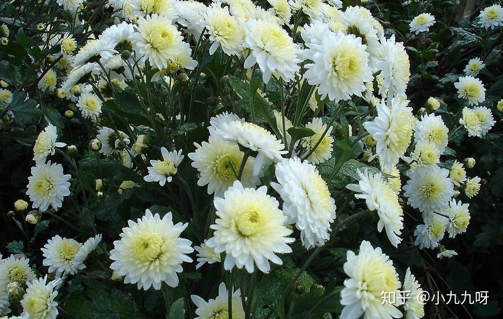 菊花茶你选对了没有？贡菊、白菊、皇菊、杭菊的区别？菊花茶推荐选购指南攻略，什么品牌/牌子好？