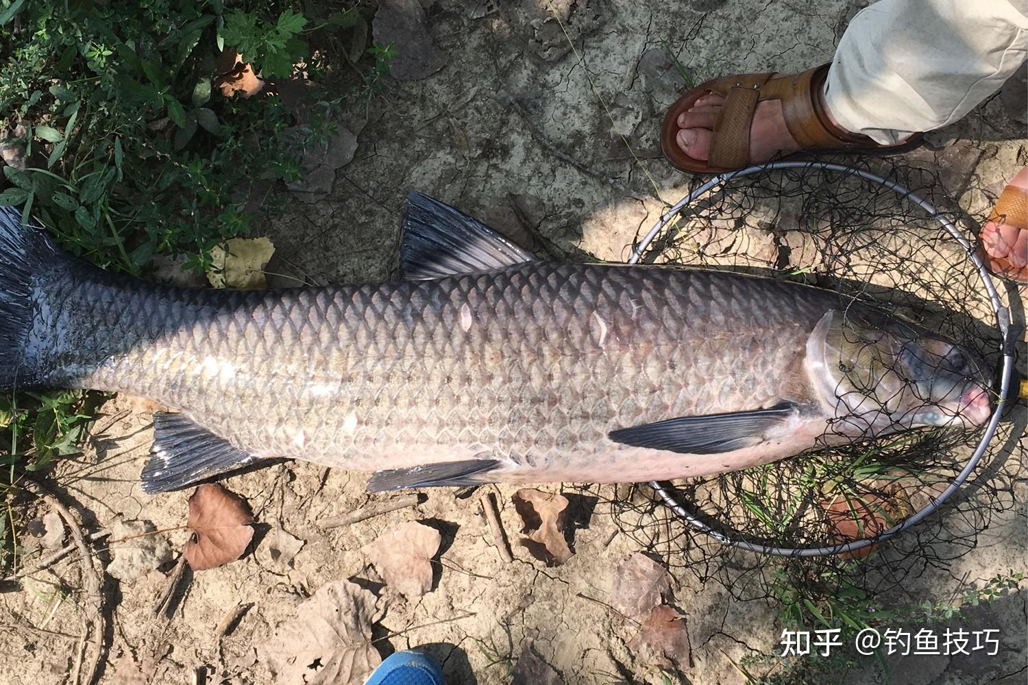 怎样才能钓好黑坑青鱼钓青鱼怎样开饵钓黑坑青鱼的几个要点