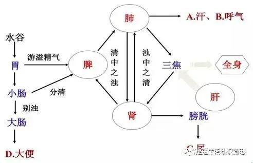 水液代谢示意图图片