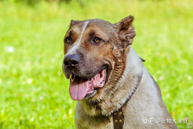 世界十大名犬排名