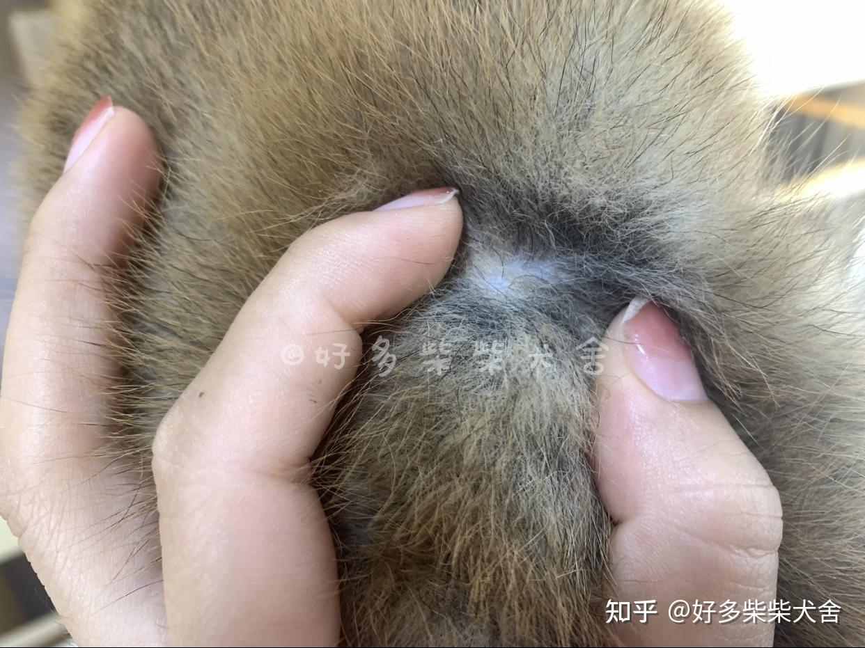 柴犬科普教你如何挑选柴犬幼犬赤柴篇