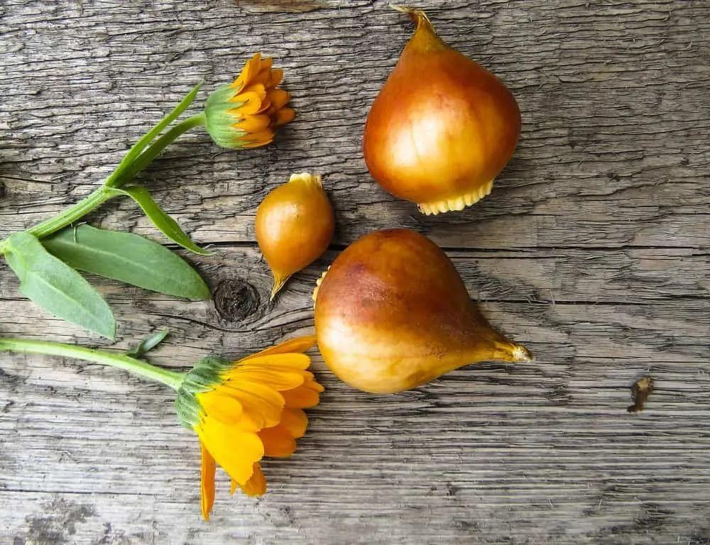 郁金香能吃吗?好吃吗?怎么吃? - 知乎