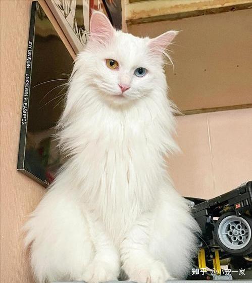 “狮子猫”这么完美,为什么这么少人养,弃养率还很高?