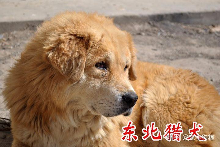 东北巨型土狗 猎犬图片