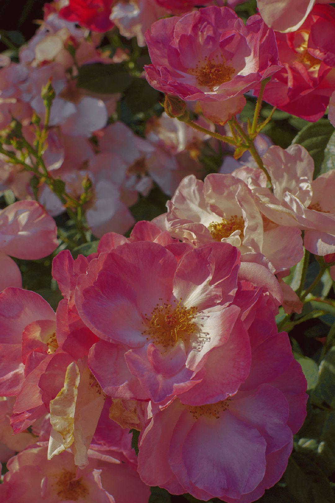 有哪些好看的纯花朵壁纸? - 知乎