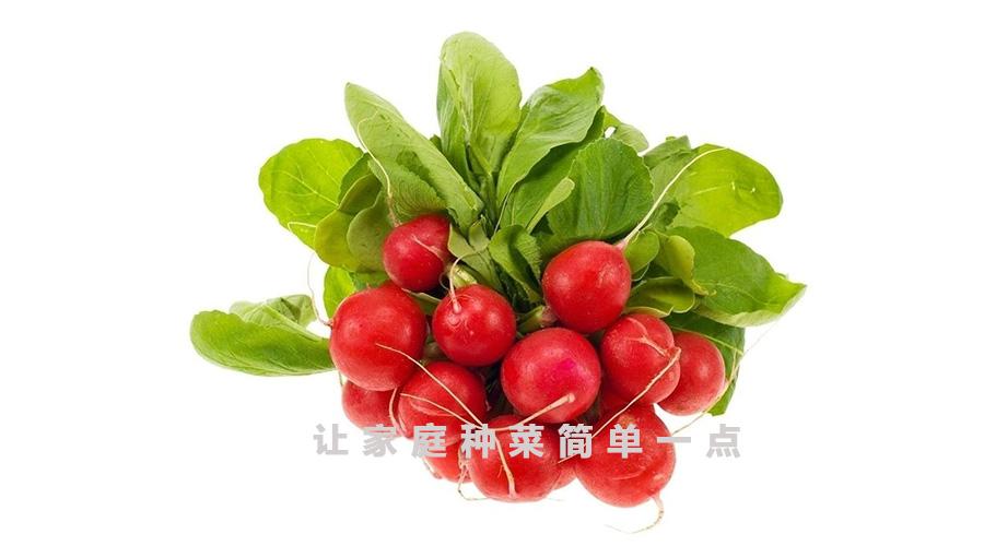家庭种菜 樱桃萝卜的最详细种植步骤 知乎