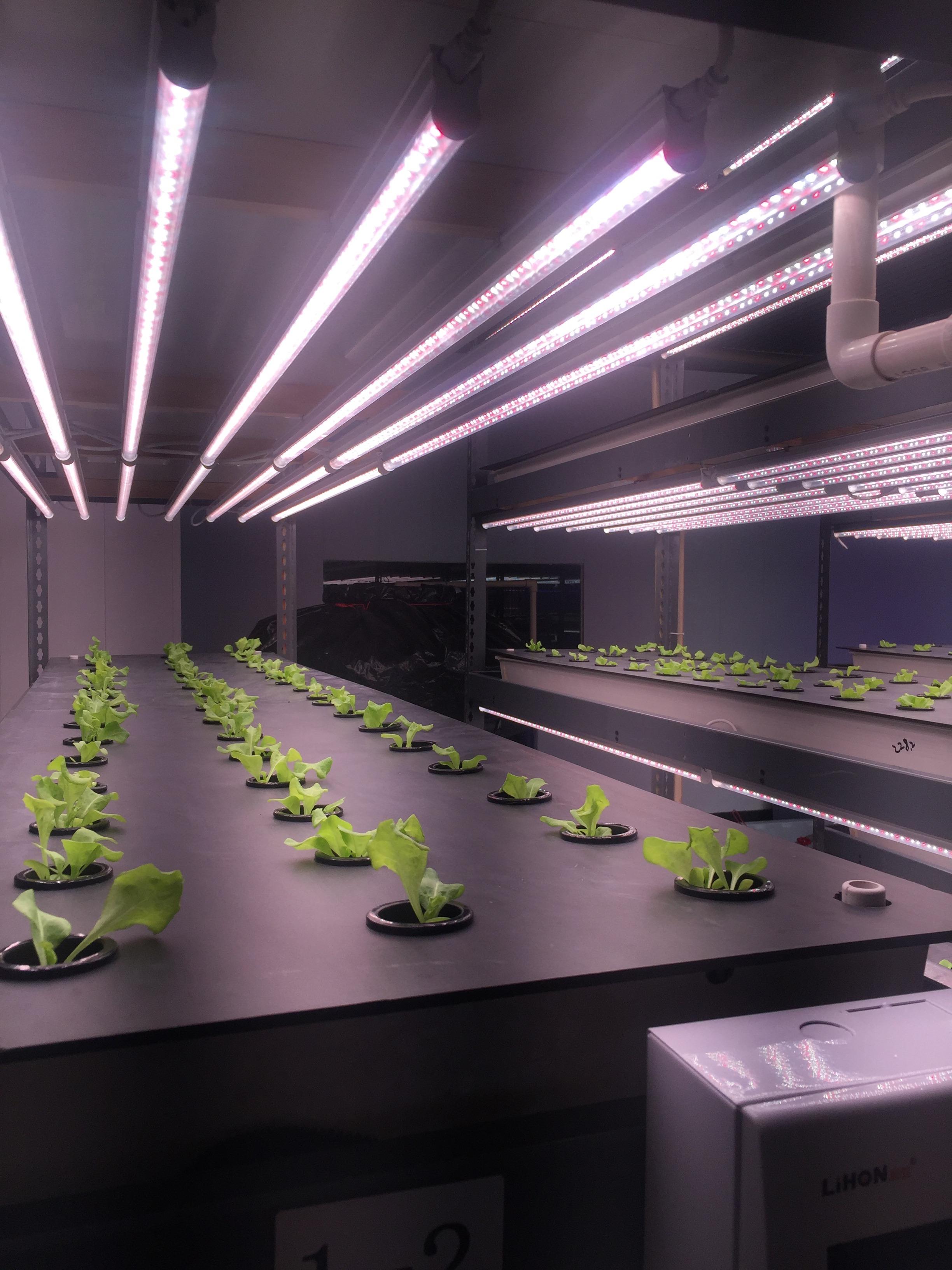 LED不同光谱在种植中的实际表现 - 知乎