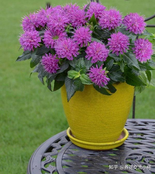 美国薄荷花唯美图片 美国薄荷图片 薄荷花图片大全高清图片