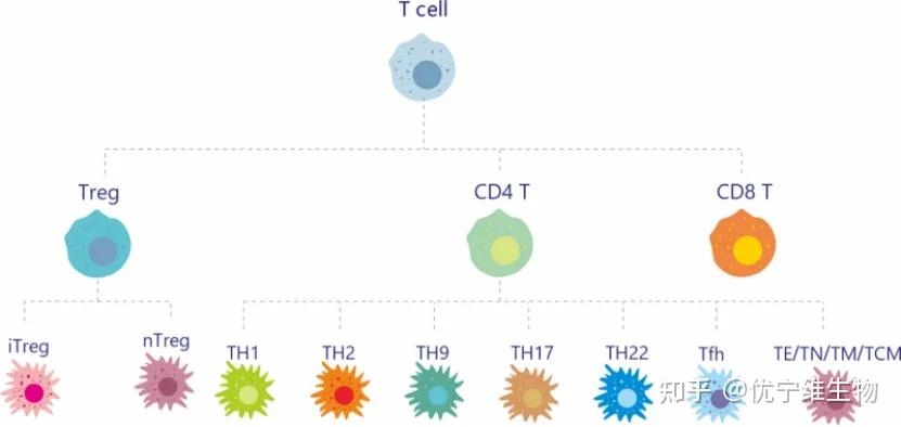 CD3/CD4/CD8/Treg磁珠分选保姆级Protocol，告别T细胞分选玄学，结果稳了！ - 知乎