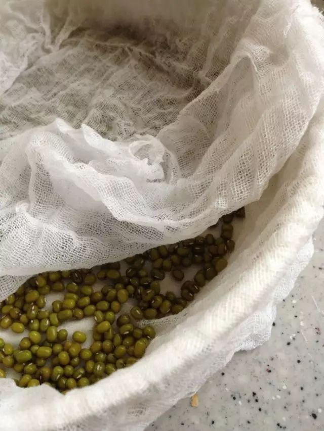 自家怎么发豆芽 v2-a5421c174cbde912bd9f69bb6dce5546_r.jpg