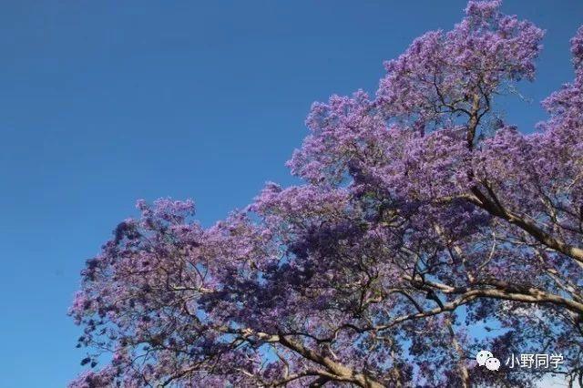 在绝望中等待爱情,南半球最美蓝花楹小镇超强攻略