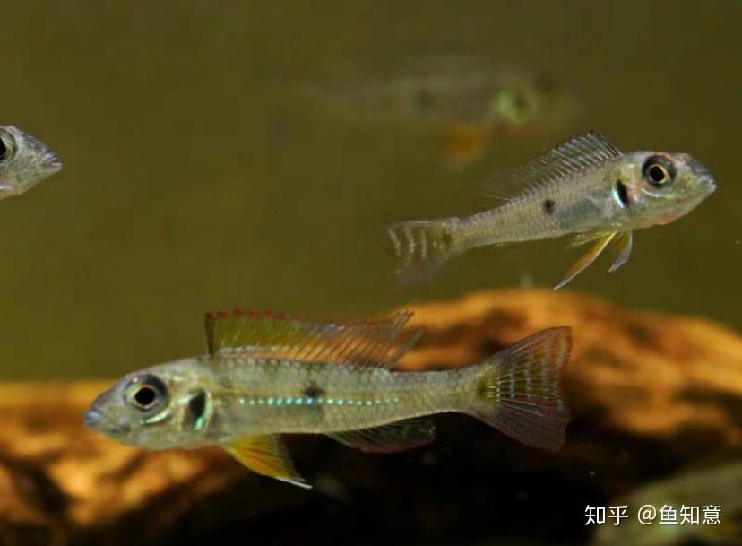 小型观赏鱼绿宝石短鲷