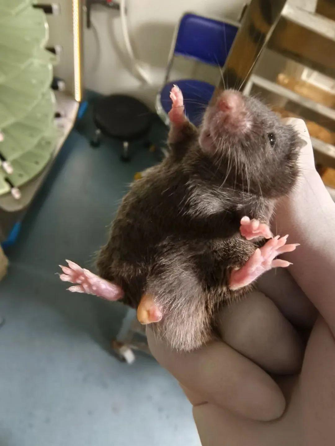 干货知识:老年鼠饲养方法(第二期) 知乎