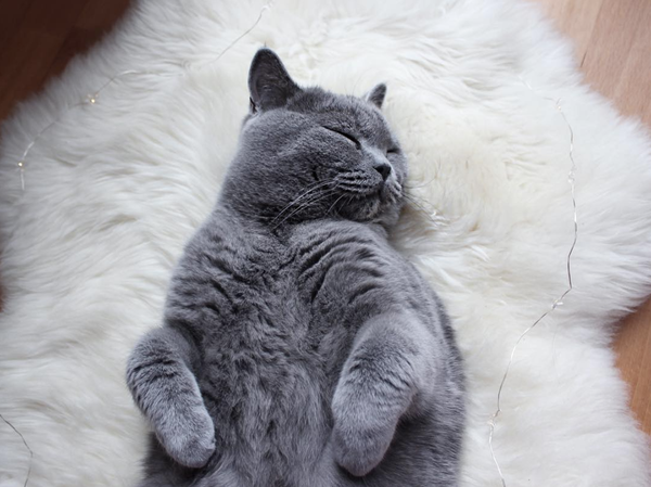 玩累了就躺下了好好休息 _(:з」∠)