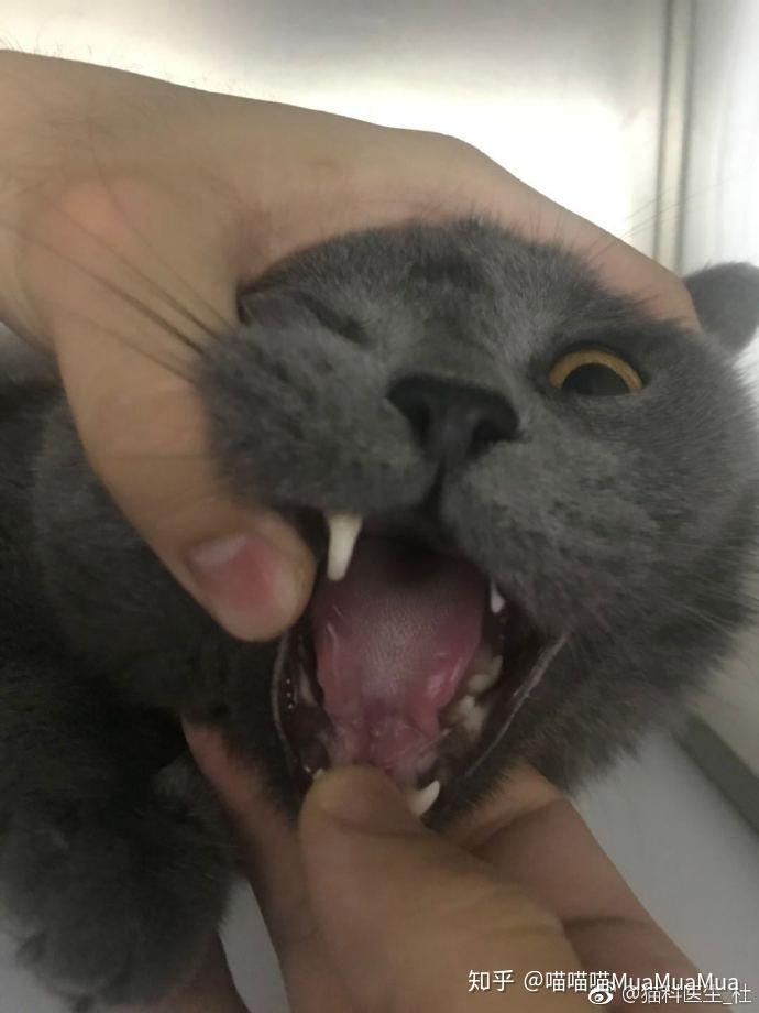 猫杯状病毒舌面溃疡