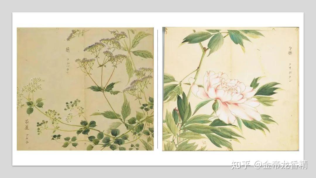 香精与香料(99)—佩兰(Eupatorium fortunei ) - 知乎