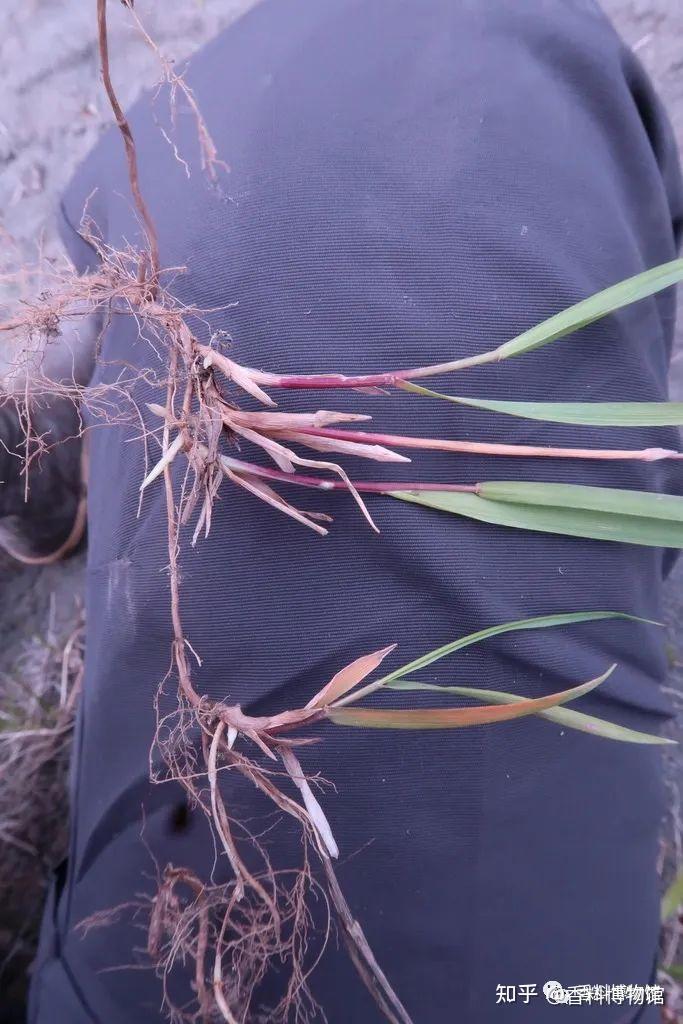 茅香根茎茅香的叶片也偶有使用,《香乘》中有使用茅香草的记载,但只有