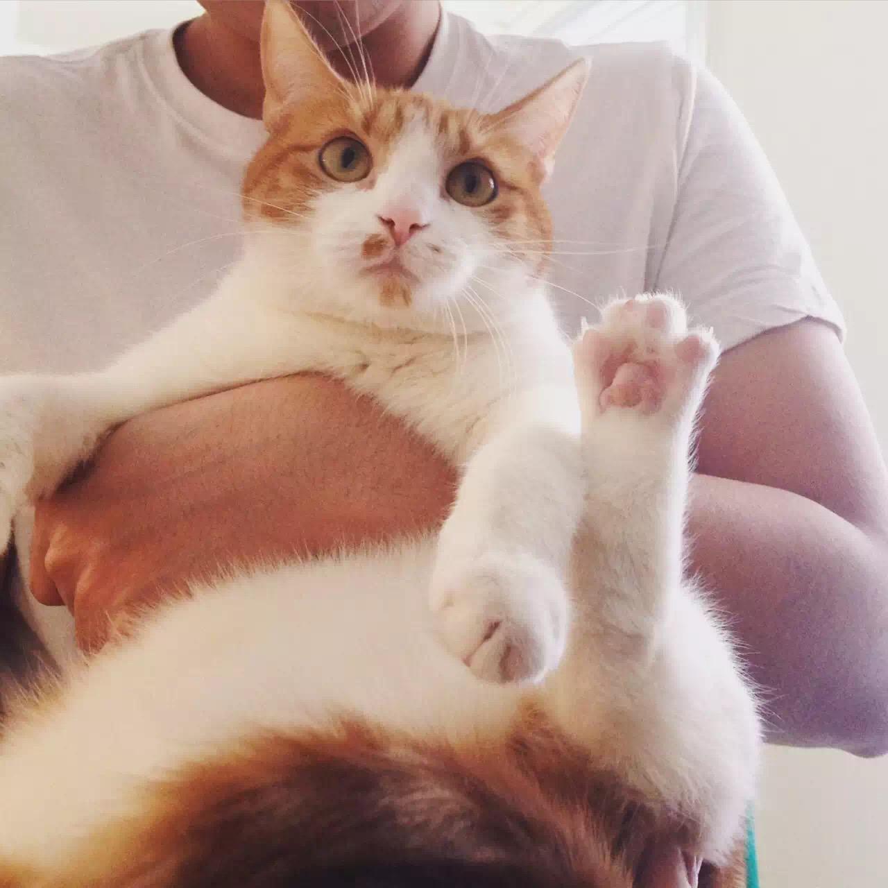 买活仓鼠给猫当零食残忍吗?