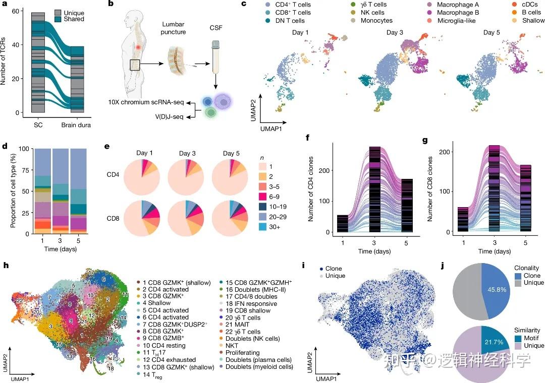 Nature︱圣路易斯华盛顿大学团队发现工程化T细胞可用于中枢神经系统损伤的治疗 - 知乎