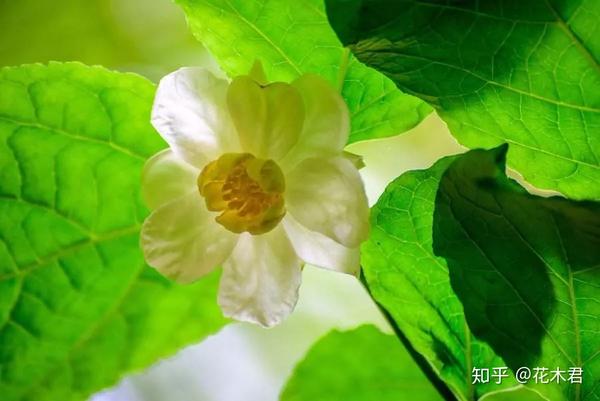 国家 级重点保护珍稀濒危植物 夏蜡梅 知乎