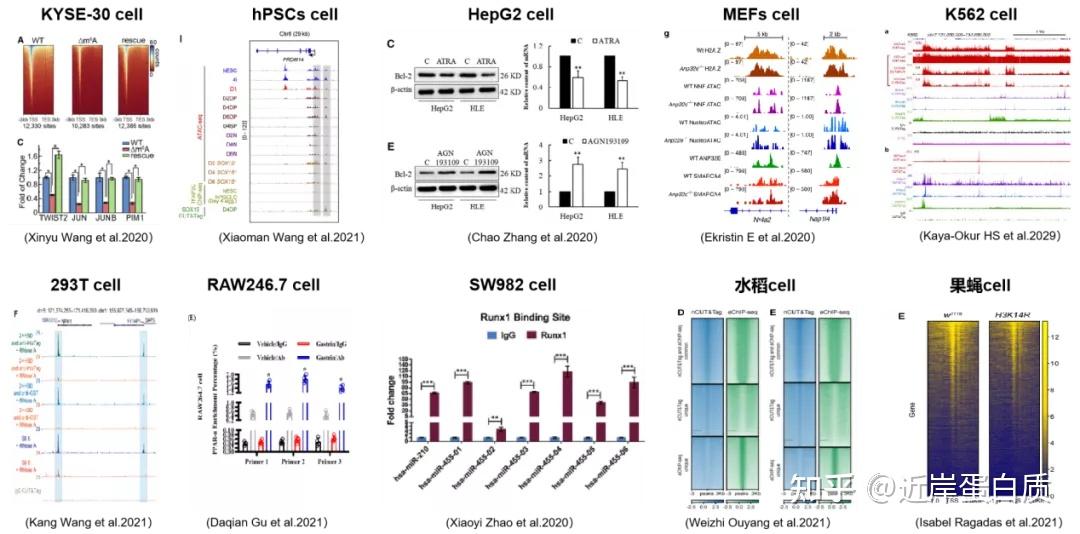 多篇文章解析CUT&Tag技术应用场景 知乎