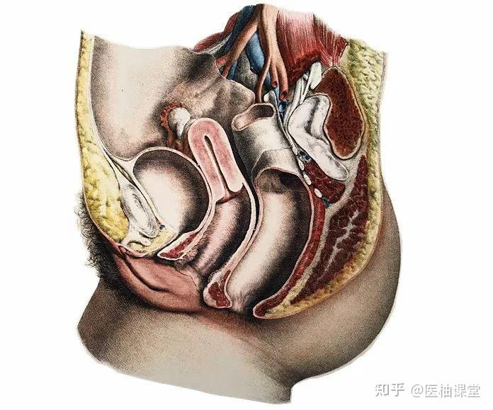 女生的盆腔照片图片