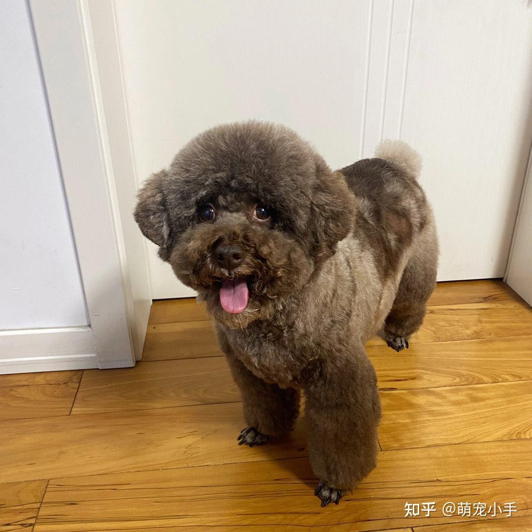 原来你养的泰迪是串！纯种泰迪的7大特征，我收下了！
