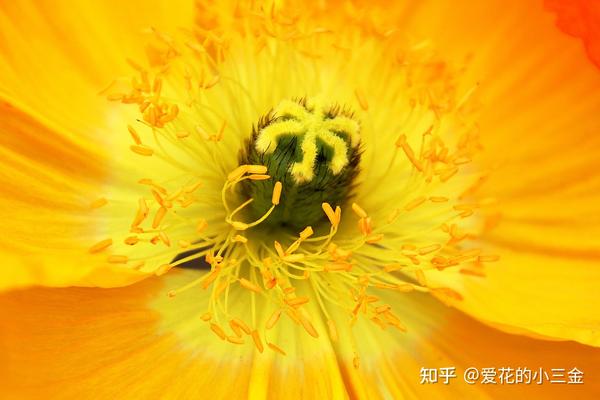 植物历史（十三）：被子植物的繁盛（中）——多样的传粉方式 - 知乎
