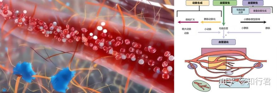 重塑生命之脉:3D生物打印血管在体内的实现自体血管转化 - 知乎