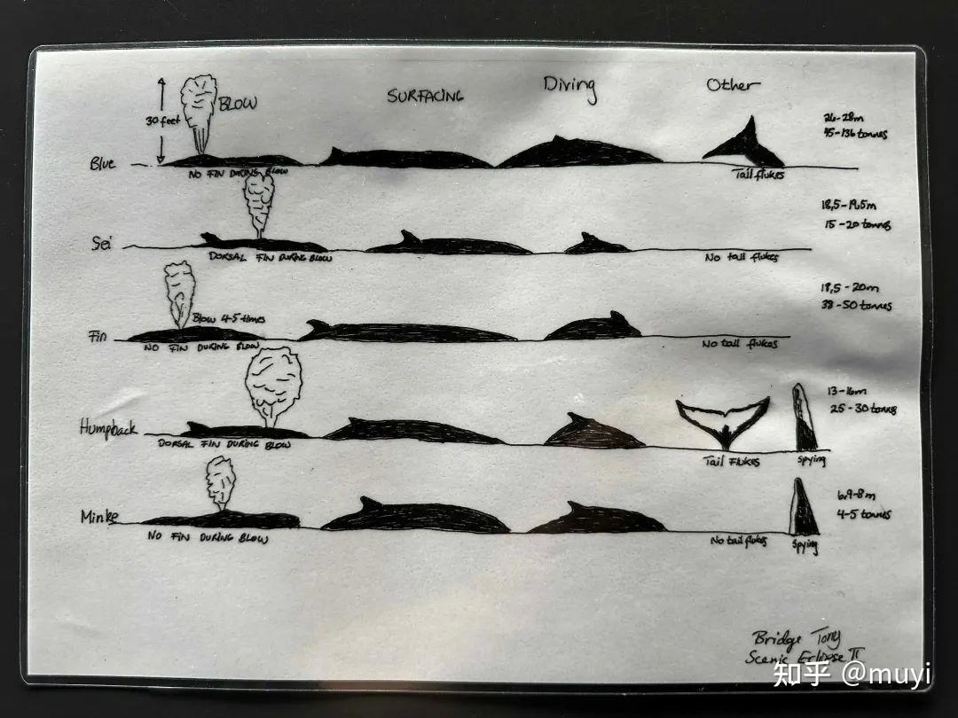 知识｜世界鲸鱼日快乐！南北极能看到哪几种鲸鱼？ - 知乎