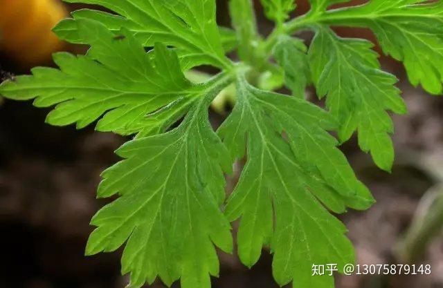 新品上市我有防蚊大妙招有了它蚊蟲飛來寶寶不怕