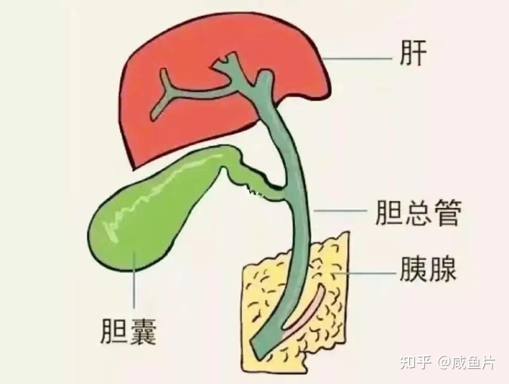 中医养生入门:胆在人体的作用 - 知乎