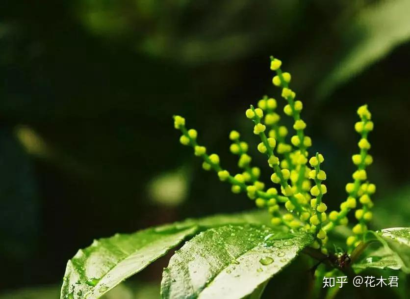 珠兰和米兰的辨识区别以及鉴赏 - 知乎