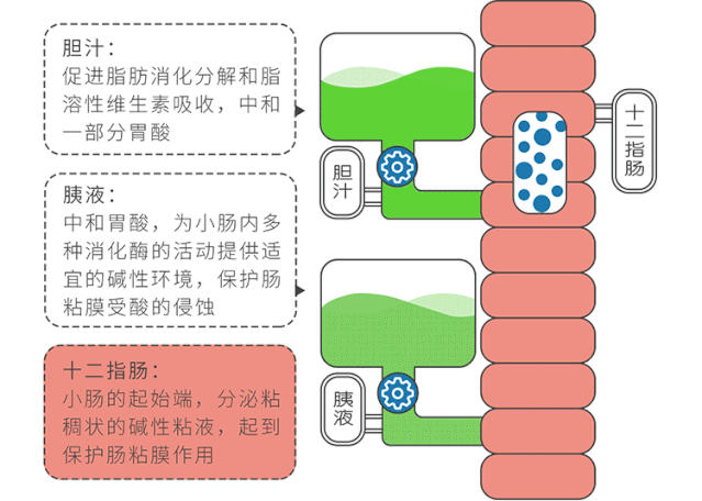 每个人肠子里有20斤屎!便秘智商税你交了没? - 知乎