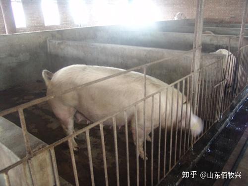 如何设计猪场围栏Z合适? - 知乎