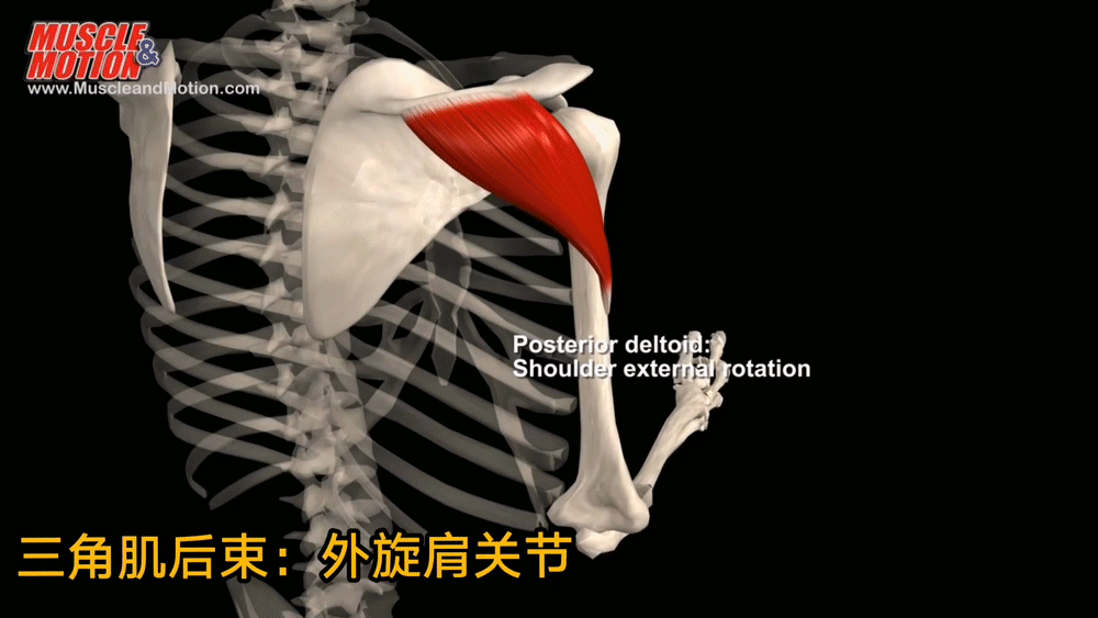三角肌后束:外旋肩关节