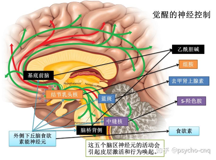 睡眠与觉醒 - 知乎