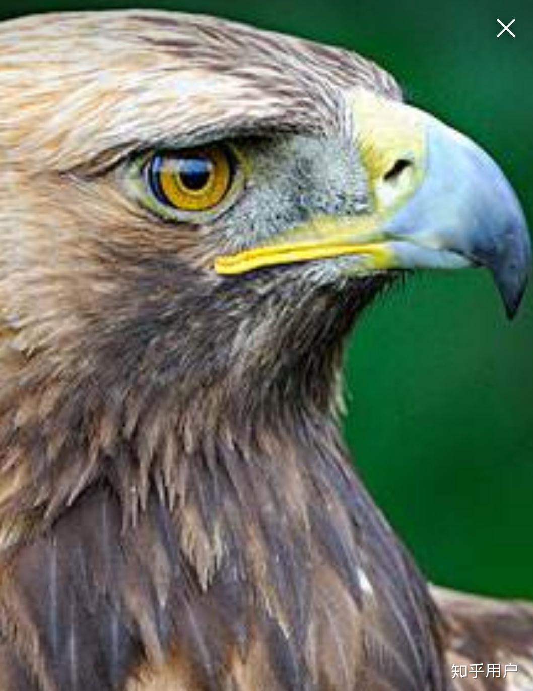 为什么鸟的鼻孔长在角质喙上