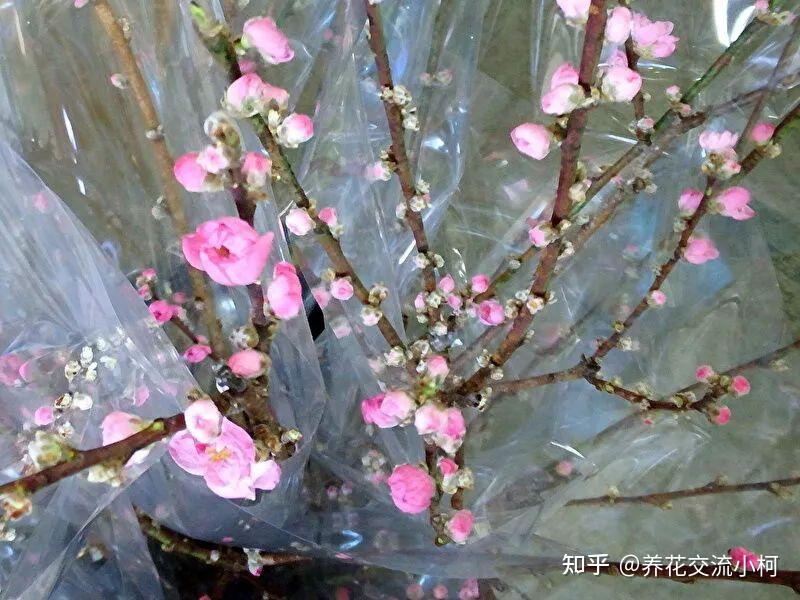 春天桃花鲜切枝养护指南,如何促花并延长花期? - 知乎