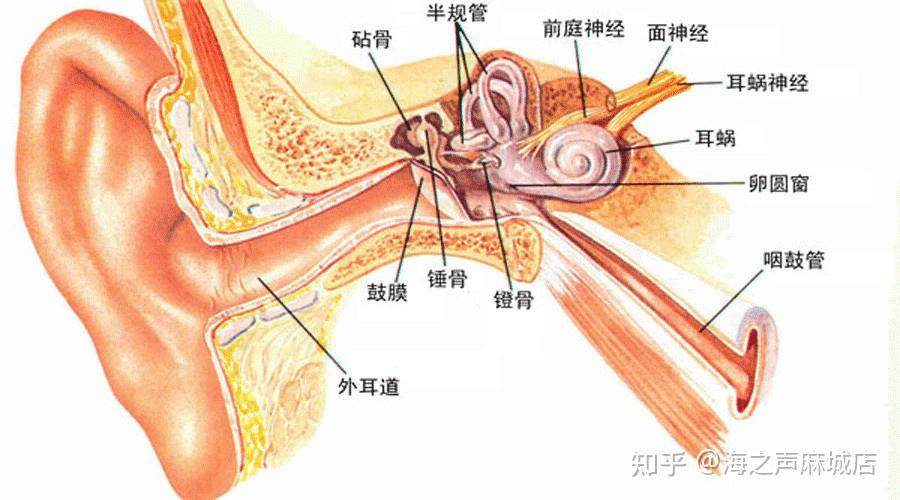 耳蜗简图图片