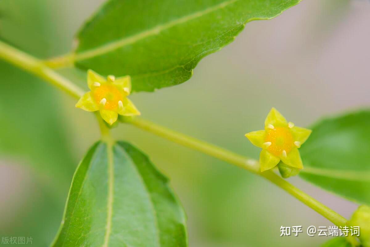 古诗词里的枣花香,千里帆樯明月夜,薰风吹送枣花香 - 知乎