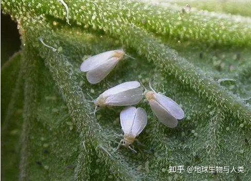 【动物界全系列】稻虱科—凹距飞虱族(四):匙顶飞虱 - 知乎