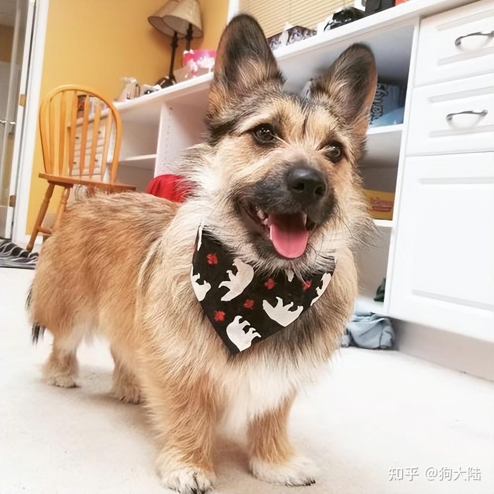 容易被"丢弃"的6种狗,原因让人心疼! - 知乎