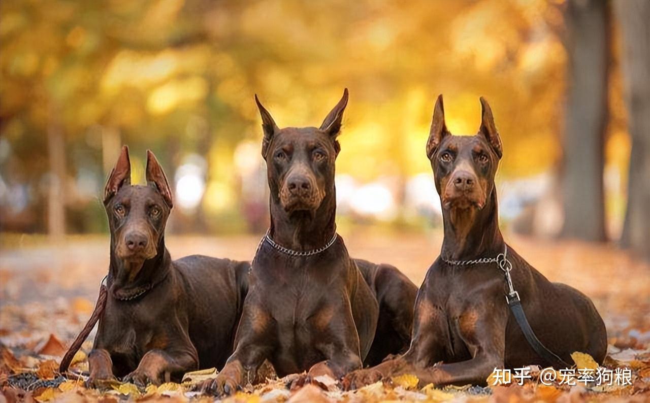 国外名犬图片