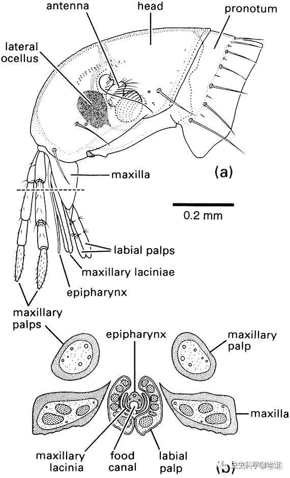 图示:人蚤的头部和口器结构图a. 头部侧面观; b.