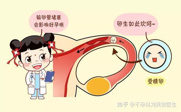 二,输卵管炎症的危害