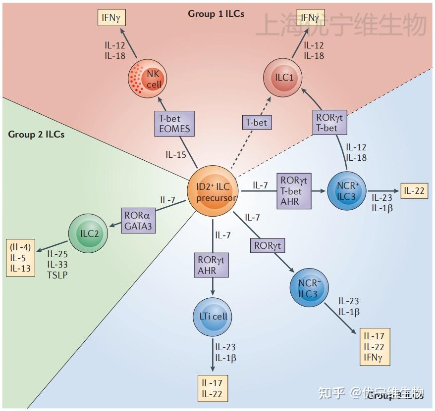 【罗工流式秘籍73】小鼠ILC细胞亚群检测指标怎么选？ - 知乎