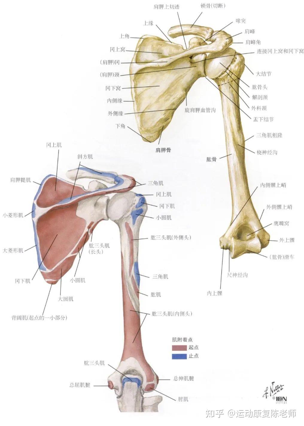 肩关节是人体最灵活的一个关节,能在三个平面内进行运动,肩关节周围的